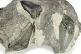 Three Partial, Fossil Megalodon Teeth In Rock - South Carolina #227419-4